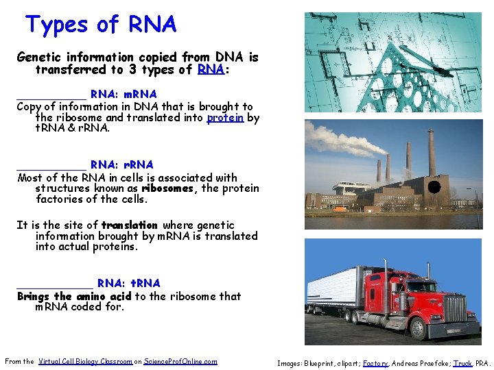 Types of RNA Genetic information copied from DNA is transferred to 3 types of