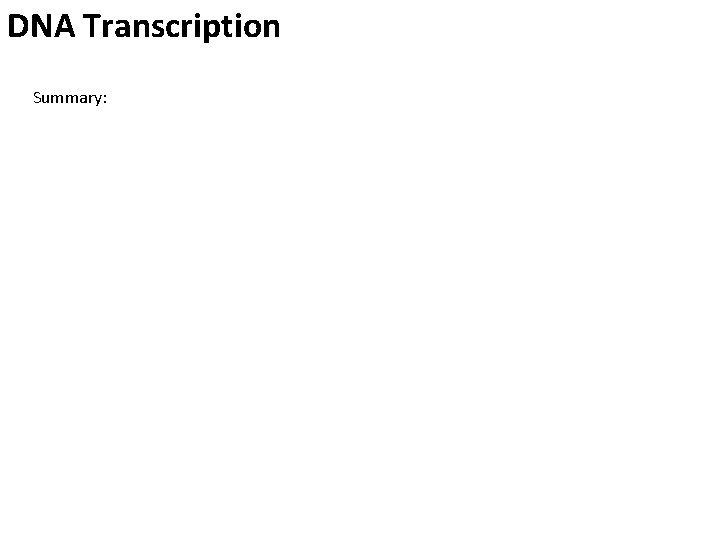 DNA Transcription Summary: 