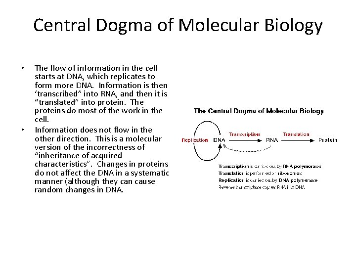 Central Dogma of Molecular Biology • • The flow of information in the cell