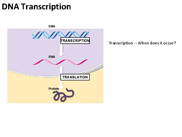 DNA Transcription DNA TRANSCRIPTION RNA TRANSLATION Protein Transcription -- When does it occur? 