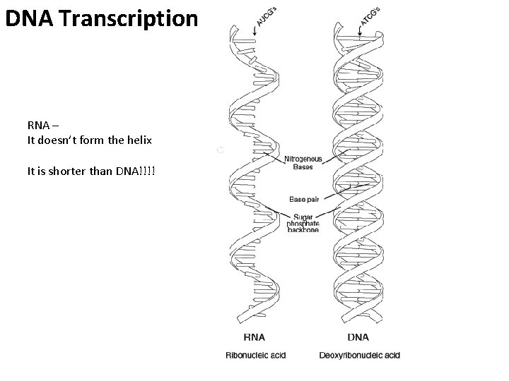 DNA Transcription RNA – It doesn’t form the helix It is shorter than DNA!!!!