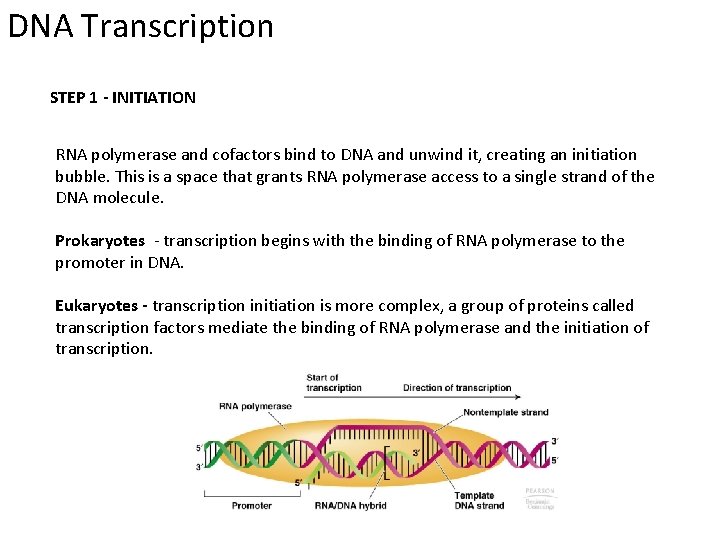 DNA Transcription STEP 1 - INITIATION RNA polymerase and cofactors bind to DNA and