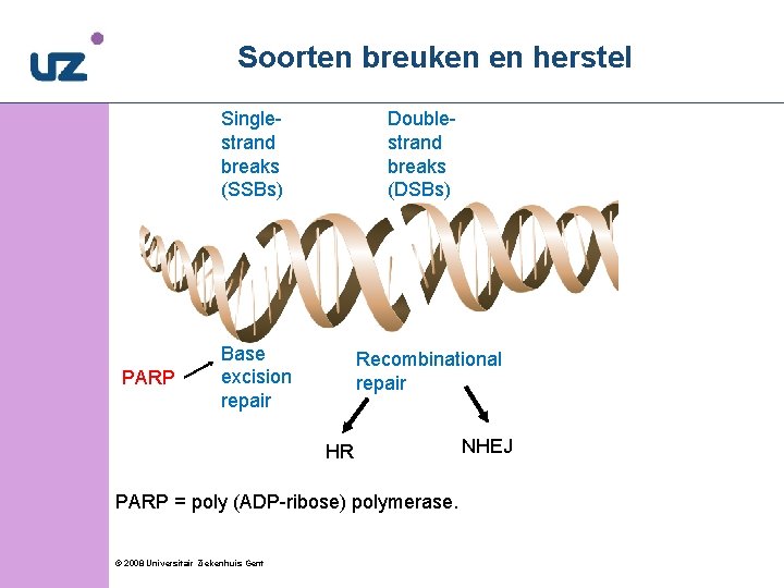 Soorten breuken en herstel Singlestrand breaks (SSBs) PARP Doublestrand breaks (DSBs) Base excision repair