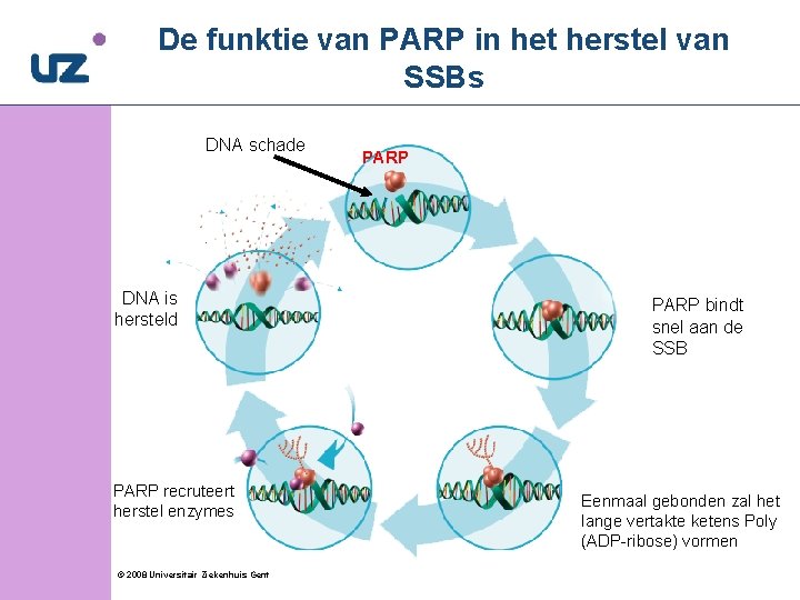 De funktie van PARP in het herstel van SSBs DNA schade DNA is hersteld