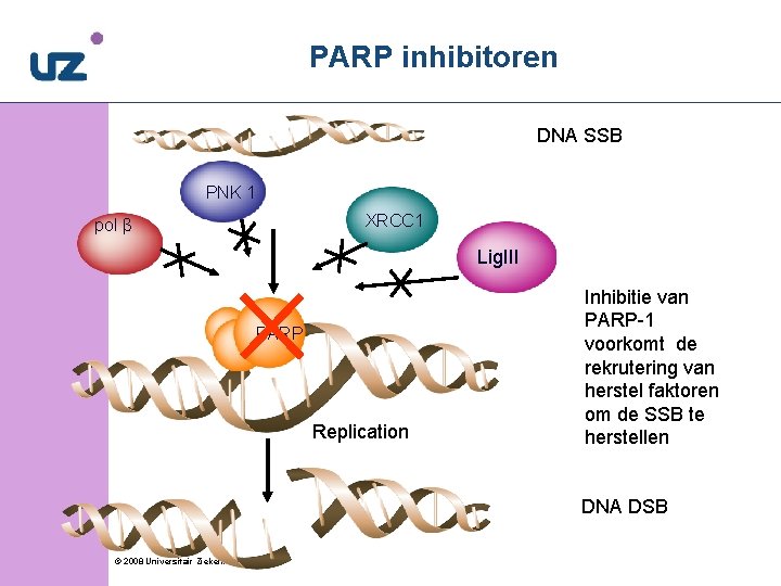 PARP inhibitoren DNA SSB PNK 1 XRCC 1 pol β Lig. III PARP Replication
