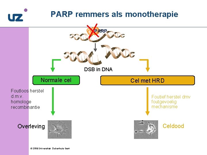 PARP remmers als monotherapie PARP DSB in DNA Normale cel Foutloos herstel d. m.