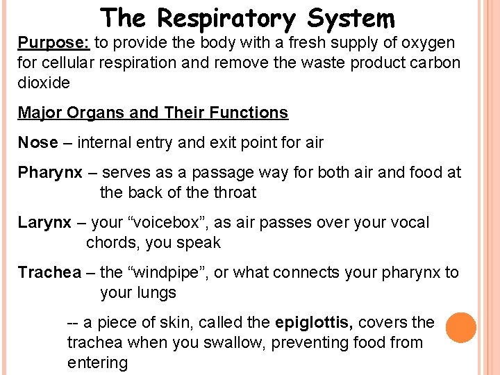 The Respiratory System Purpose: to provide the body with a fresh supply of oxygen