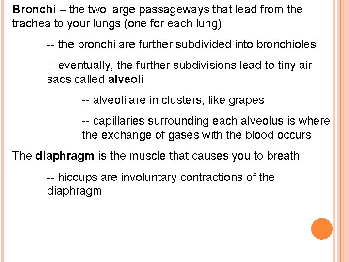 Bronchi – the two large passageways that lead from the trachea to your lungs