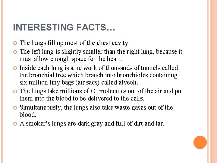 INTERESTING FACTS… The lungs fill up most of the chest cavity. The left lung