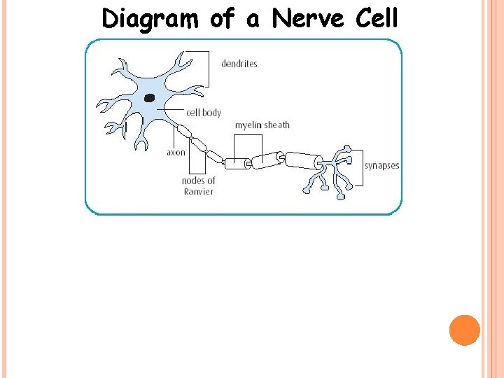 Diagram of a Nerve Cell 