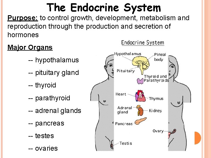 The Endocrine System Purpose: to control growth, development, metabolism and reproduction through the production