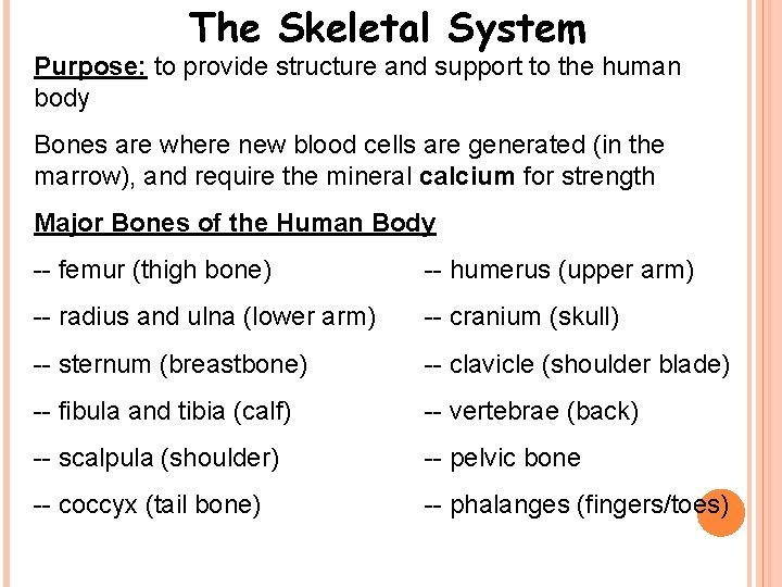 The Skeletal System Purpose: to provide structure and support to the human body Bones