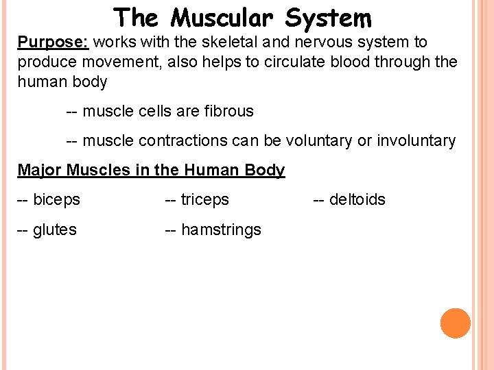 The Muscular System Purpose: works with the skeletal and nervous system to produce movement,