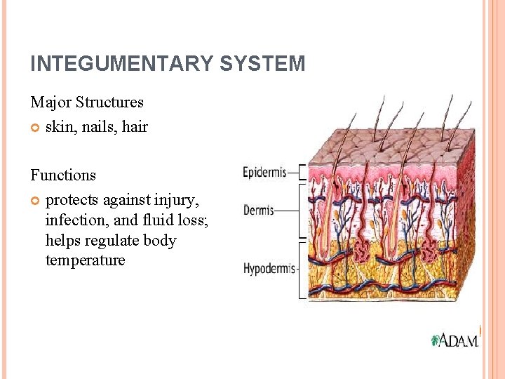 INTEGUMENTARY SYSTEM Major Structures skin, nails, hair Functions protects against injury, infection, and fluid