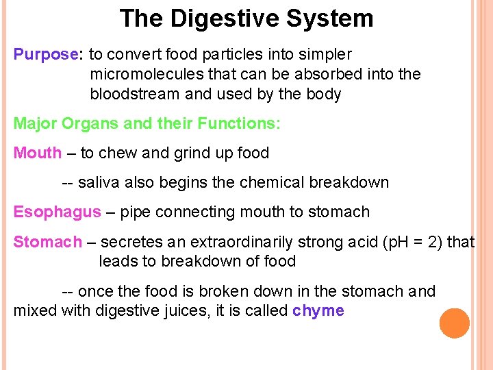 The Digestive System Purpose: to convert food particles into simpler micromolecules that can be