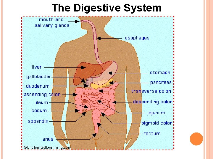 The Digestive System 