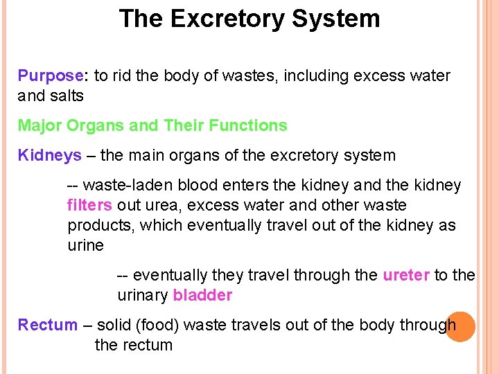 The Excretory System Purpose: to rid the body of wastes, including excess water and