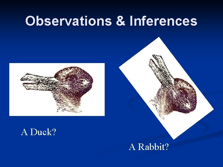 Observations & Inferences A Duck? A Rabbit? Observations & Inferences A Duck? A Rabbit?