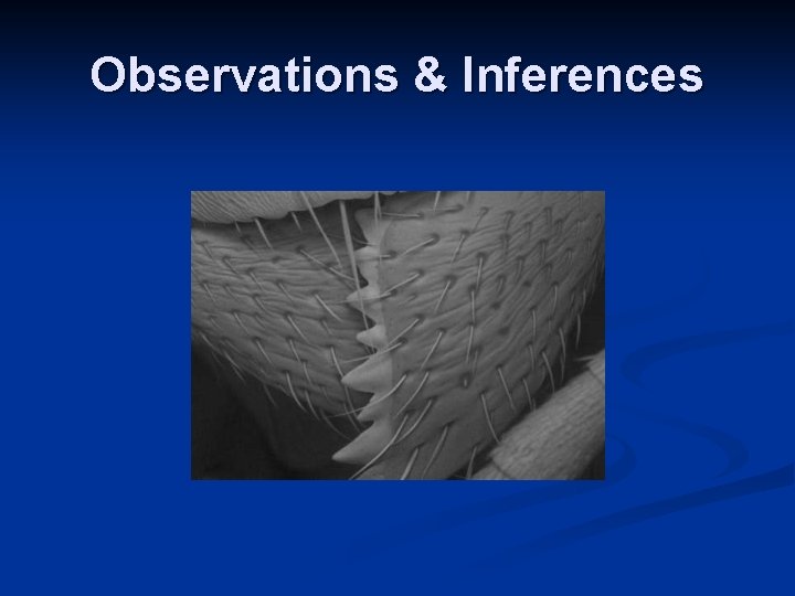 Observations & Inferences Observations & Inferences