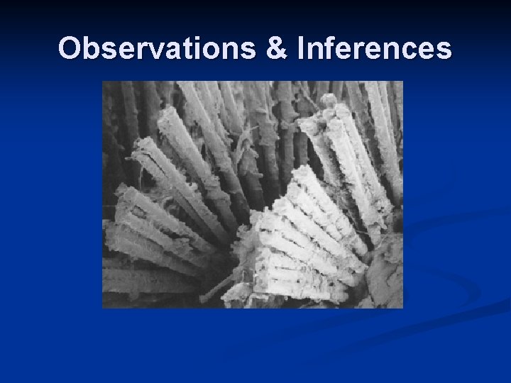 Observations & Inferences Observations & Inferences
