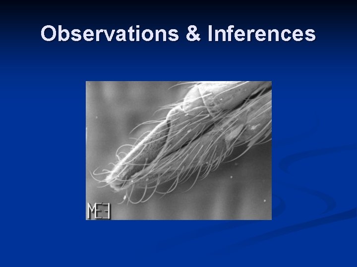 Observations & Inferences Observations & Inferences