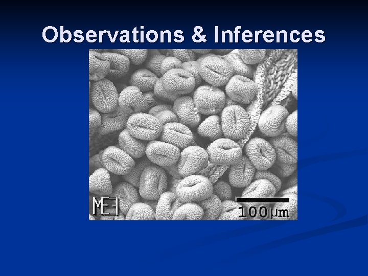 Observations & Inferences Observations & Inferences