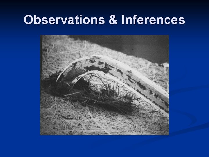 Observations & Inferences Observations & Inferences