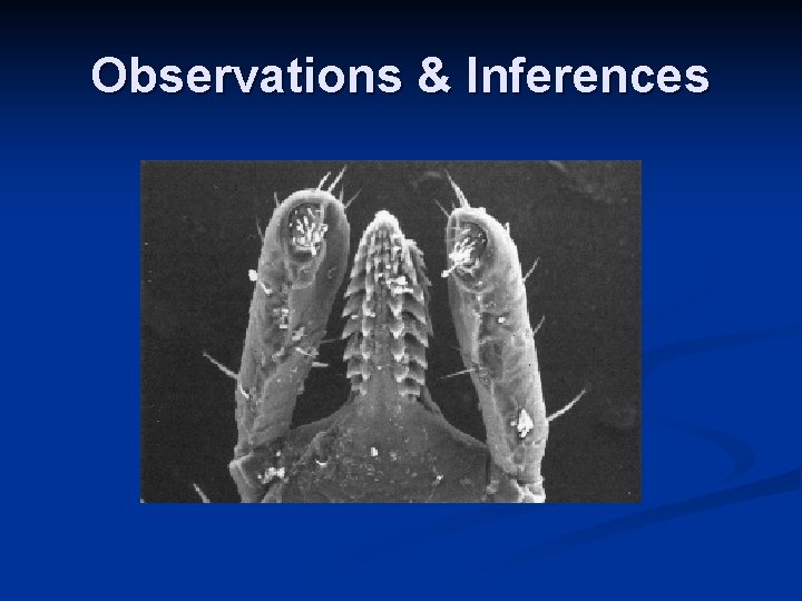 Observations & Inferences Observations & Inferences