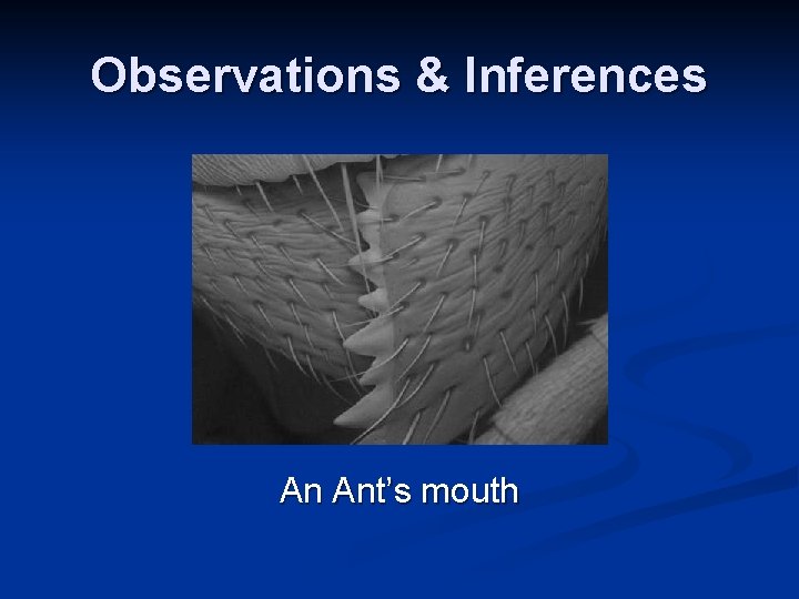 Observations & Inferences An Ant’s mouth Observations & Inferences An Ant’s mouth