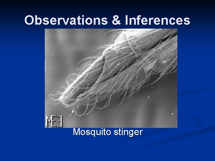 Observations & Inferences Mosquito stinger Observations & Inferences Mosquito stinger