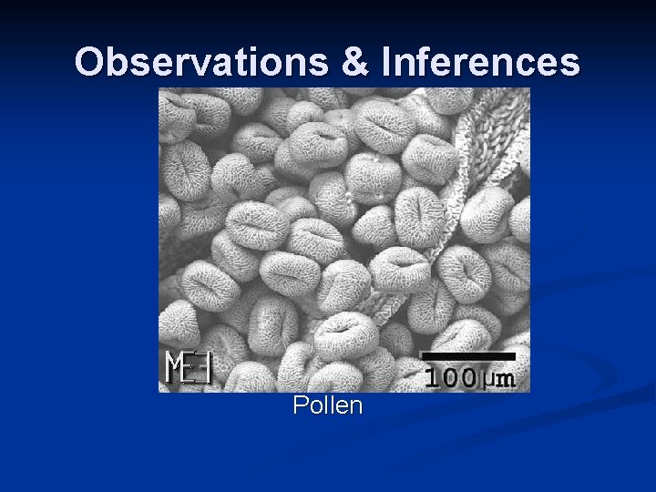 Observations & Inferences Pollen Observations & Inferences Pollen