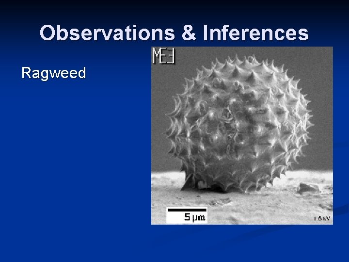 Observations & Inferences Ragweed Observations & Inferences Ragweed