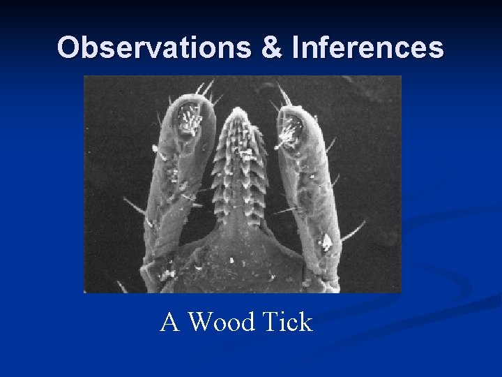 Observations & Inferences A Wood Tick Observations & Inferences A Wood Tick