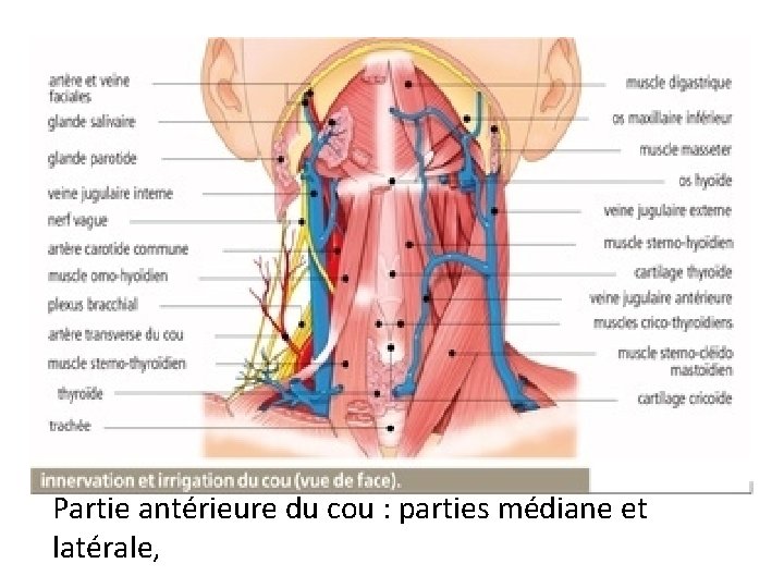 Partie antérieure du cou : parties médiane et latérale, 