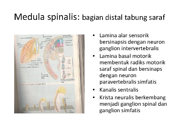 Medula spinalis: bagian distal tabung saraf • Lamina alar sensorik bersinapsis dengan neuron ganglion