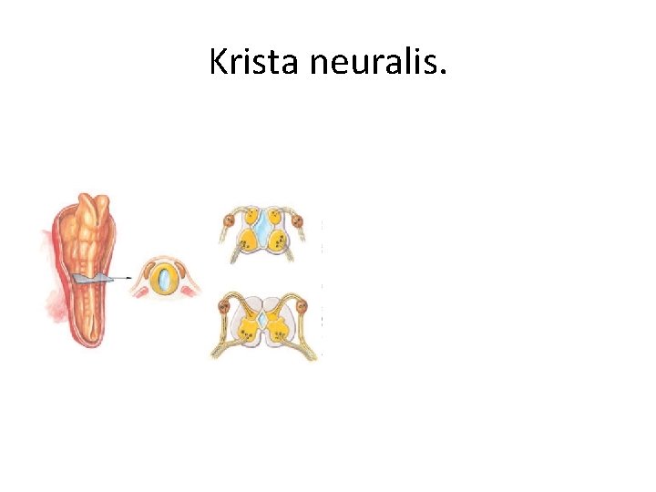 Krista neuralis. 