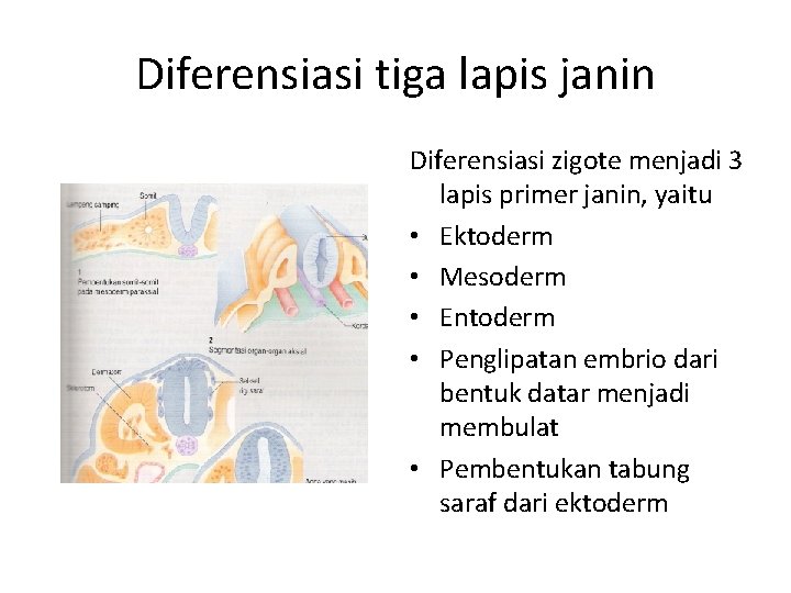 Diferensiasi tiga lapis janin Diferensiasi zigote menjadi 3 lapis primer janin, yaitu • Ektoderm