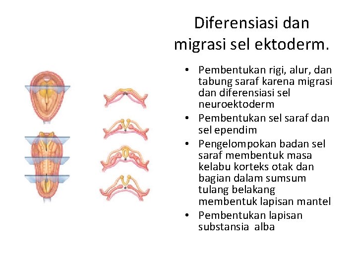 Diferensiasi dan migrasi sel ektoderm. • Pembentukan rigi, alur, dan tabung saraf karena migrasi
