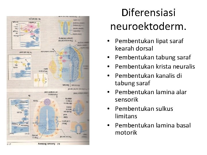 Diferensiasi neuroektoderm. • Pembentukan lipat saraf kearah dorsal • Pembentukan tabung saraf • Pembentukan