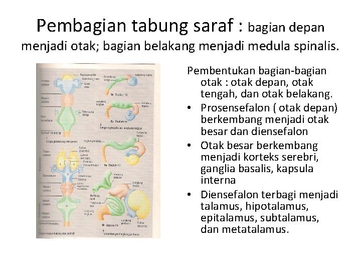 Pembagian tabung saraf : bagian depan menjadi otak; bagian belakang menjadi medula spinalis. Pembentukan