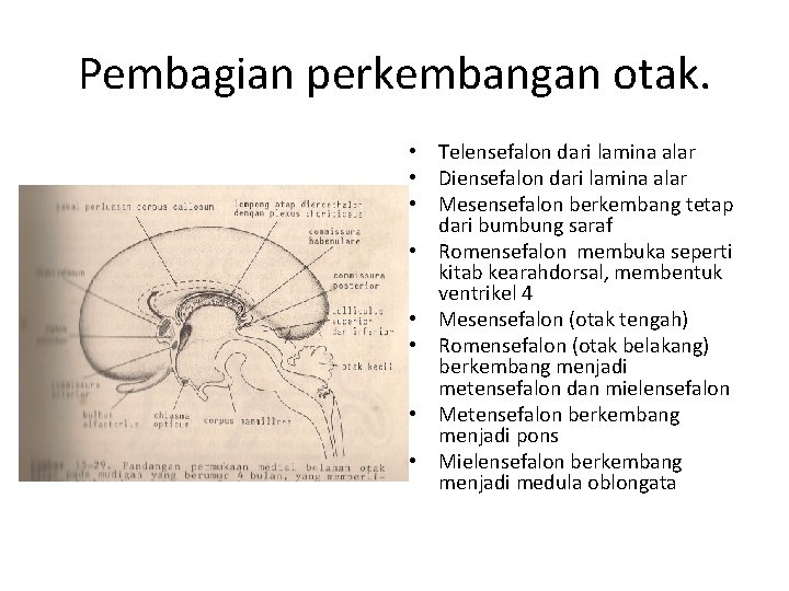 Pembagian perkembangan otak. • Telensefalon dari lamina alar • Diensefalon dari lamina alar •