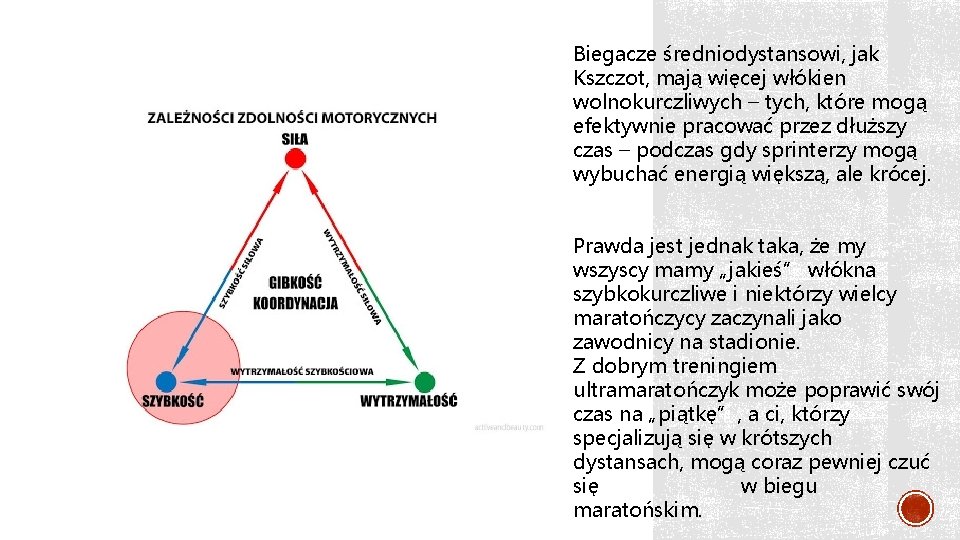 Biegacze średniodystansowi, jak Kszczot, mają więcej włókien wolnokurczliwych – tych, które mogą efektywnie pracować