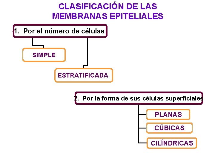 CLASIFICACIÓN DE LAS MEMBRANAS EPITELIALES 1. Por el número de células SIMPLE ESTRATIFICADA 2. CLASIFICACIÓN DE LAS MEMBRANAS EPITELIALES 1. Por el número de células SIMPLE ESTRATIFICADA 2.