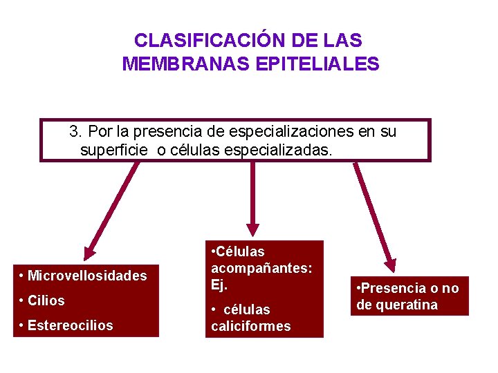 CLASIFICACIÓN DE LAS MEMBRANAS EPITELIALES 3. Por la presencia de especializaciones en su superficie CLASIFICACIÓN DE LAS MEMBRANAS EPITELIALES 3. Por la presencia de especializaciones en su superficie