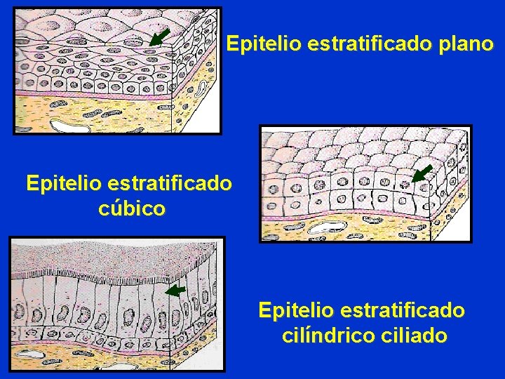 Epitelio estratificado plano Epitelio estratificado cúbico Epitelio estratificado cilíndrico ciliado Epitelio estratificado plano Epitelio estratificado cúbico Epitelio estratificado cilíndrico ciliado