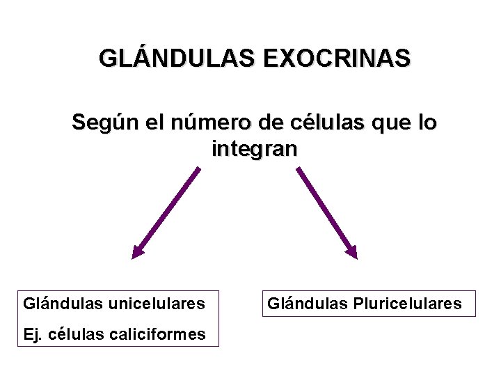 GLÁNDULAS EXOCRINAS Según el número de células que lo integran Glándulas unicelulares Ej. células GLÁNDULAS EXOCRINAS Según el número de células que lo integran Glándulas unicelulares Ej. células