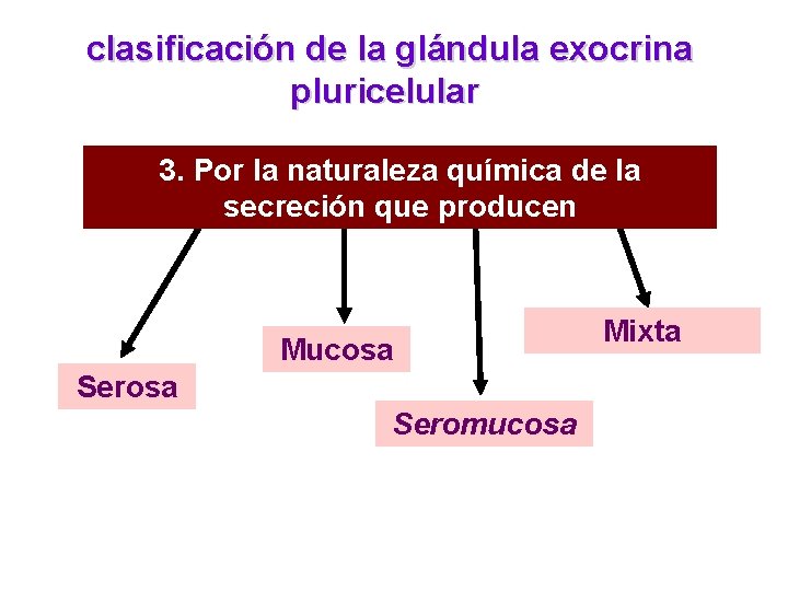 clasificación de la glándula exocrina pluricelular 3. Por la naturaleza química de la secreción clasificación de la glándula exocrina pluricelular 3. Por la naturaleza química de la secreción