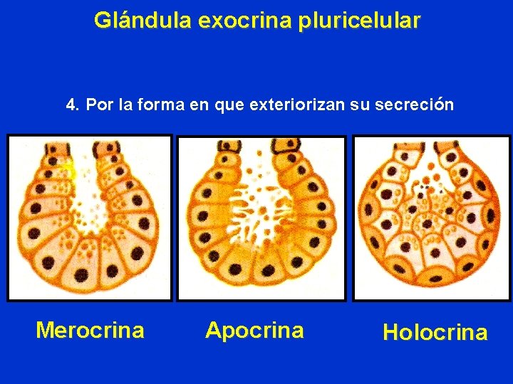 Glándula exocrina pluricelular 4. Por la forma en que exteriorizan su secreción Merocrina Apocrina Glándula exocrina pluricelular 4. Por la forma en que exteriorizan su secreción Merocrina Apocrina