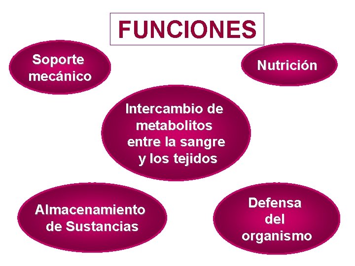 FUNCIONES Soporte mecánico Nutrición Intercambio de metabolitos entre la sangre y los tejidos Almacenamiento FUNCIONES Soporte mecánico Nutrición Intercambio de metabolitos entre la sangre y los tejidos Almacenamiento