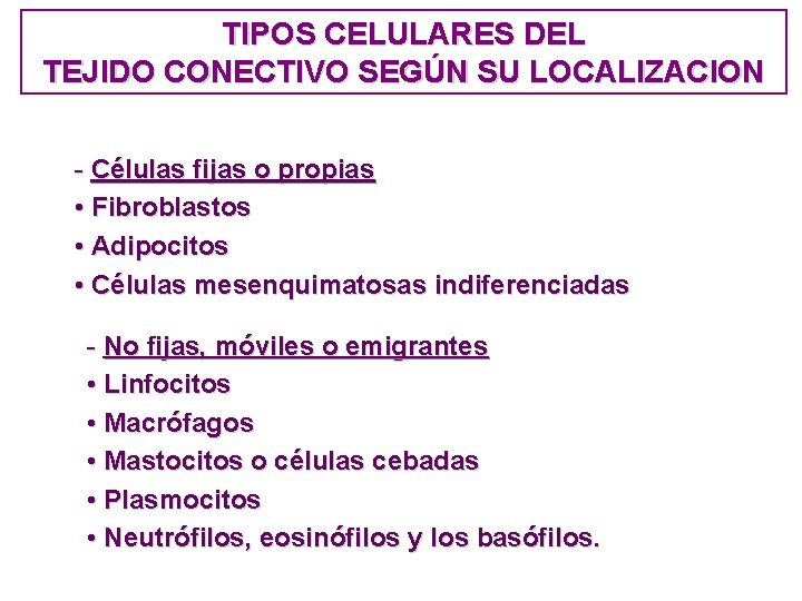 TIPOS CELULARES DEL TEJIDO CONECTIVO SEGÚN SU LOCALIZACION - Células fijas o propias • TIPOS CELULARES DEL TEJIDO CONECTIVO SEGÚN SU LOCALIZACION - Células fijas o propias •